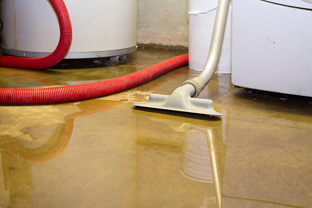 Best Professional water damage repair  in Olyphant, PA